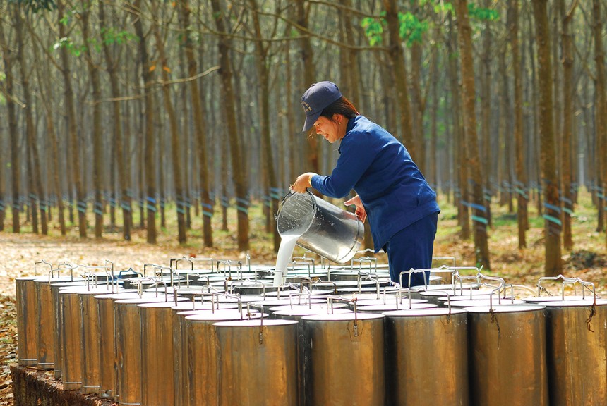 Giá cao su ở mức cao sẽ giúp duy trì đà tăng trưởng cho các doanh nghiệp trong ngành 
