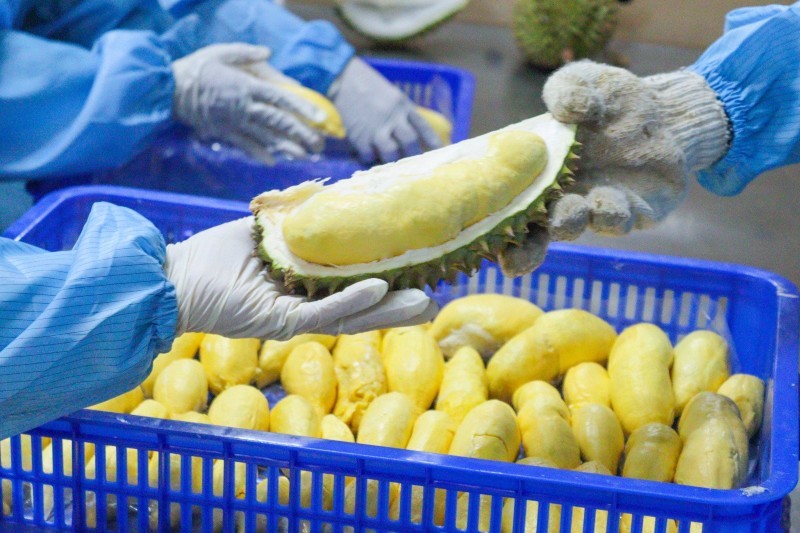 Việt Nam lần đầu ban hành chính thức quy trình kiểm soát việc xuất khẩu sầu riêng.