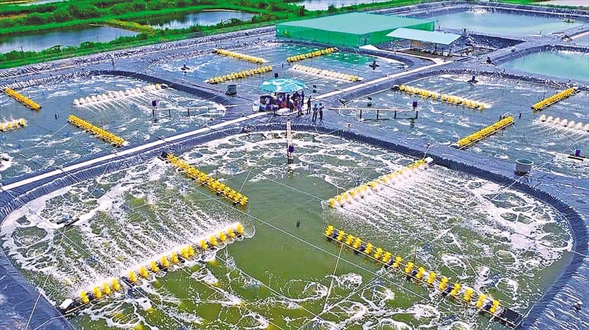 Phát triển Cà Mau trở thành Trung tâm sản xuất chế biến tôm của cả nước
