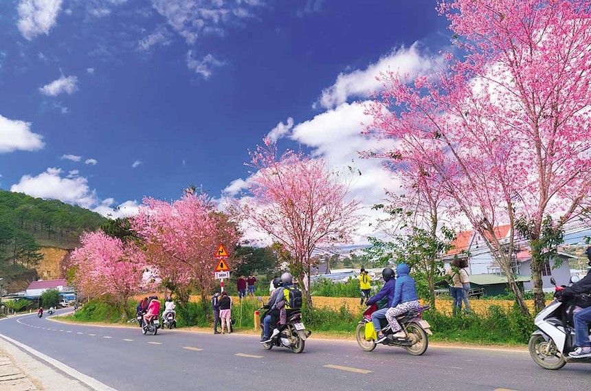 Tết Nguyên đán là thời điểm Đà Lạt bước vào mùa hoa anh đào rực rỡ. 