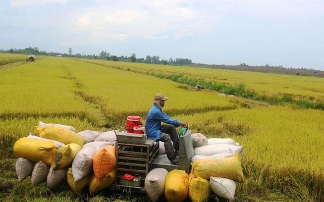 Nông nghiệp Cần Thơ (TSC) chào bán hơn 49,2 triệu cổ phiếu cho cổ đông hiện hữu, giá 10.000 đồng/CP