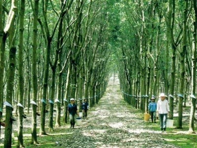 Khoản ưu đãi, hỗ trợ cho doanh nghiệp đầu tư vào nông nghiệp bị đánh thuế 22%, theo một số DN là không phù hợp