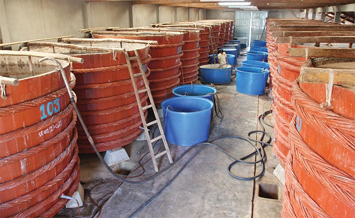 Việc đầu tiên cần phải làm là xây dựng được thương hiệu thật tốt trên chính thị trường nội địa
