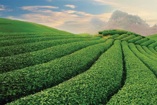 Bất cứ ai muốn làm thực phẩm sạch mà không có tư duy vì cộng đồng, 
chỉ nghĩ lợi nhuận là trên hết, thì người đó sớm hay muộn cũng thất bại