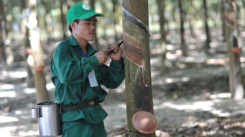 Cao su Phước Hòa (PHR): Lợi nhuận quý I/2024 lao dốc