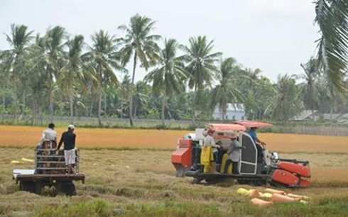 Tỷ lệ thất thoát sau thu hoạch ở ĐBSCL có thể từ 10 – 12%/ mùa vụ.