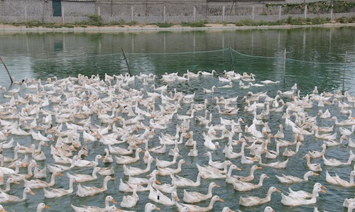 Một trang trại vịt ở huyện Yên Thành. Ảnh: Hải Bình.