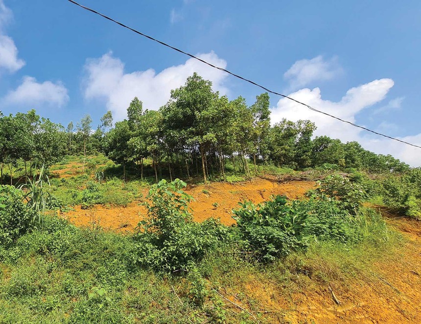 Nhà đầu tư đi xem đất nền ở tỉnh. Ảnh: Dũng Minh.