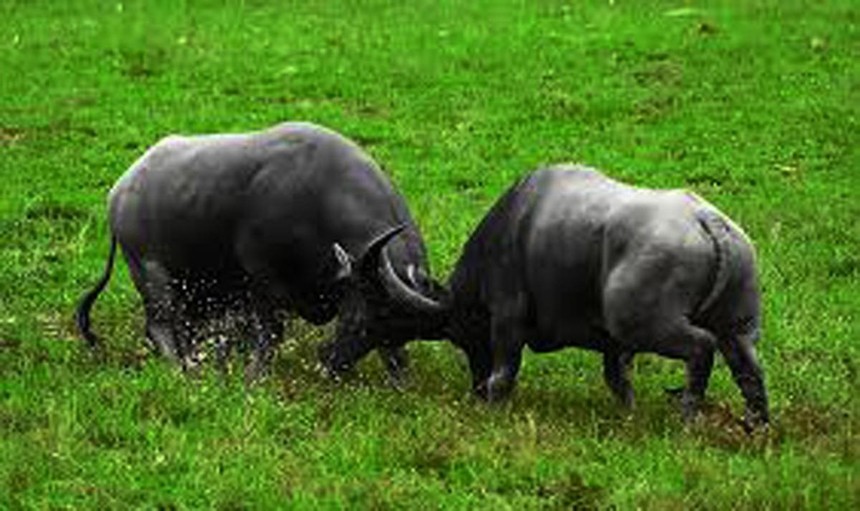 Trâu ít được nhắc đến trong võ thuật truyền thống.