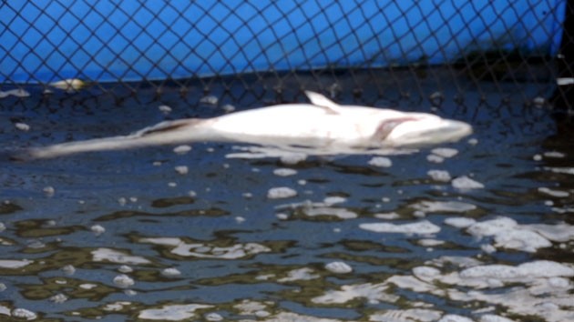 Người nuôi cá lồng Long Sơn điêu đứng vì cá chết hàng loạt (ảnh: nhandan.com.vn)
