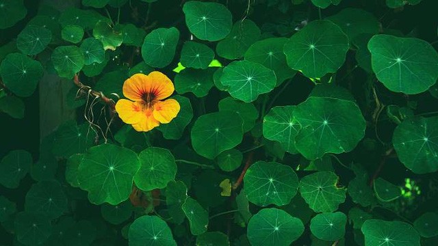 6 dấu hiệu để biết bạn là người hướng nội hay đang lo âu?