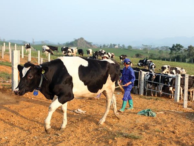 Vilico (VLC) chi hơn 82 tỷ đồng trả cổ tức, tỷ lệ 13%