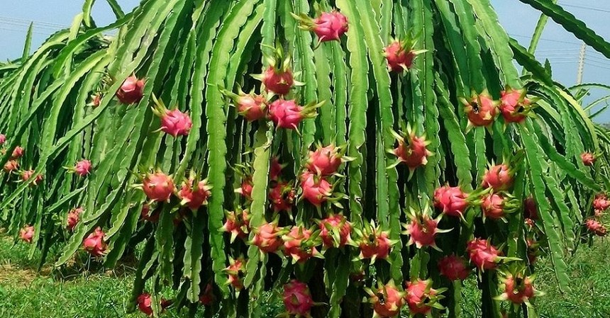 Thaco đăng ký mua gần 26 triệu cổ phiếu HNG