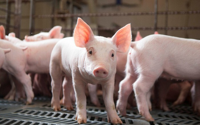 Nông súc sản Đồng Nai (NSS) tạm ứng cổ tức 40% bằng tiền mặt