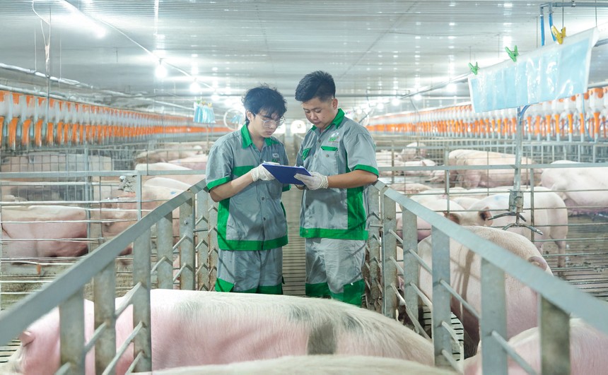 BAF Việt Nam (BAF): Tăng tốc chuẩn hóa, mở đường cho đột phá lợi nhuận 2026 