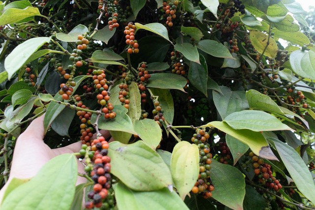 Xuất khầu hồ tiêu của Việt Nam được dự báo sẽ khó khăn khi Ấn Độ áp giá sàn đối với tiêu nhập khẩu (Ảnh minh họa)