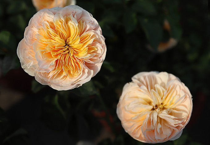 Hàng nghìn giống hoa hội tụ tại Lễ hội hoa hồng Bulgaria