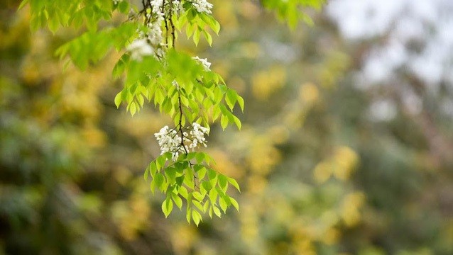 Mùa cây thay lá, Hà Nội đẹp mê hồn khiến bao người đắm say