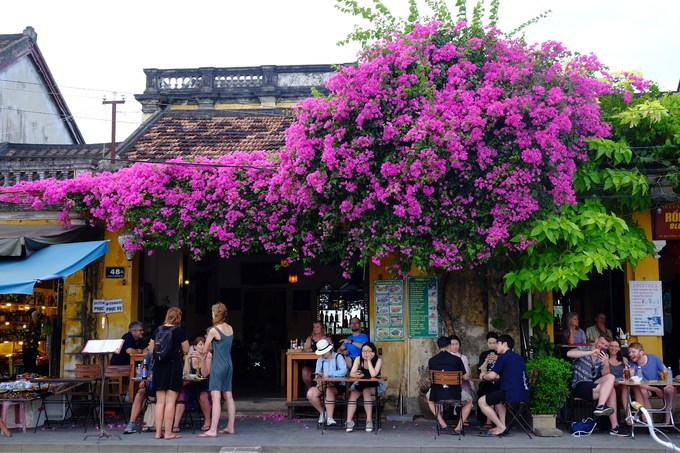 Hội An rực rỡ sắc hoa vào mùa hè