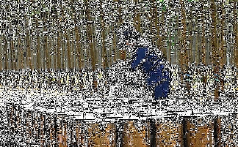 Cao su Đồng Phú (DPR) chốt phương án trả cổ tức 40% bằng tiền