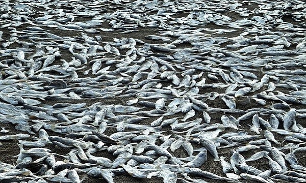 Hàng nghìn con cá ngừ dạt vào bãi biển