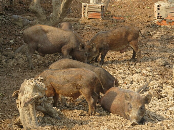 Trang trại nuôi heo rừng tại Đồng Tháp.