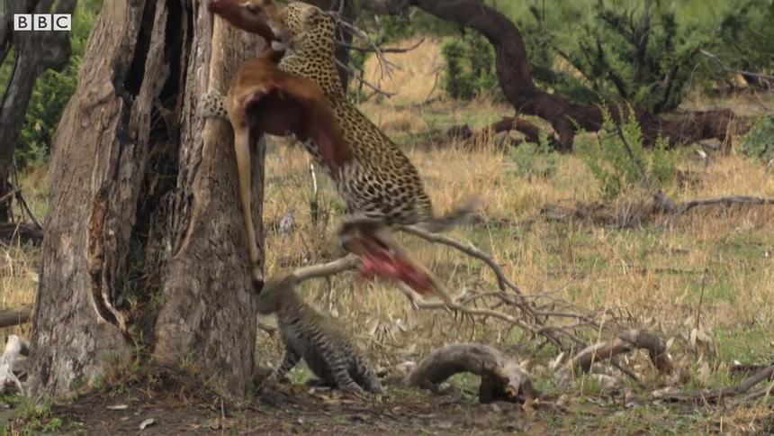 Tham ăn mất cảnh giác, báo hoa mai con suýt trở thành "bữa ăn" của đàn chó hoang châu Phi