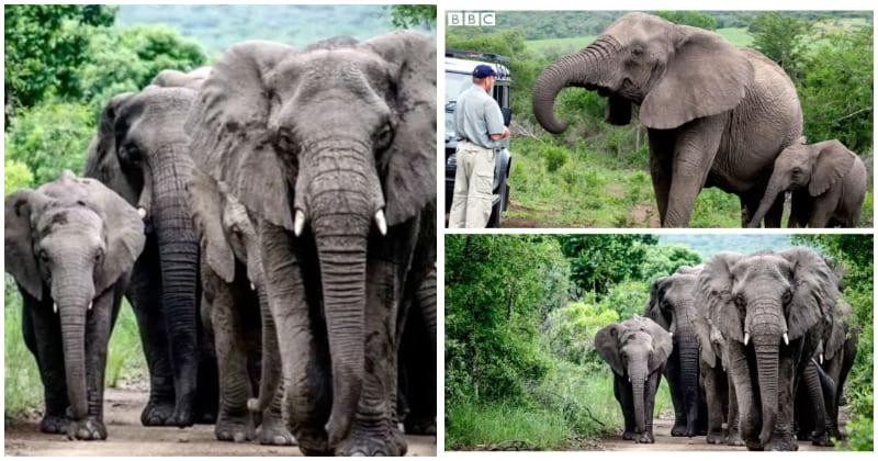 Đàn voi đi bộ hơn 12 tiếng để dự đám tang người đã nuôi dưỡng