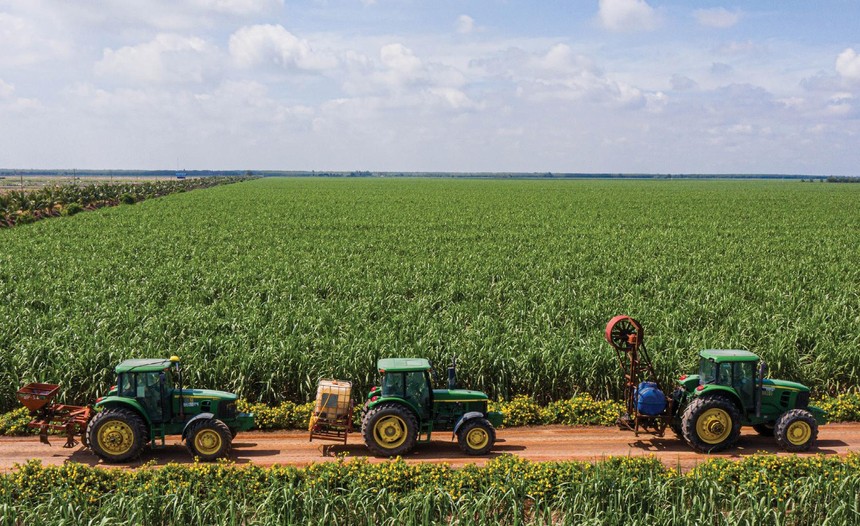 Nhiều doanh nghiệp đang mở rộng diện tích trồng mía