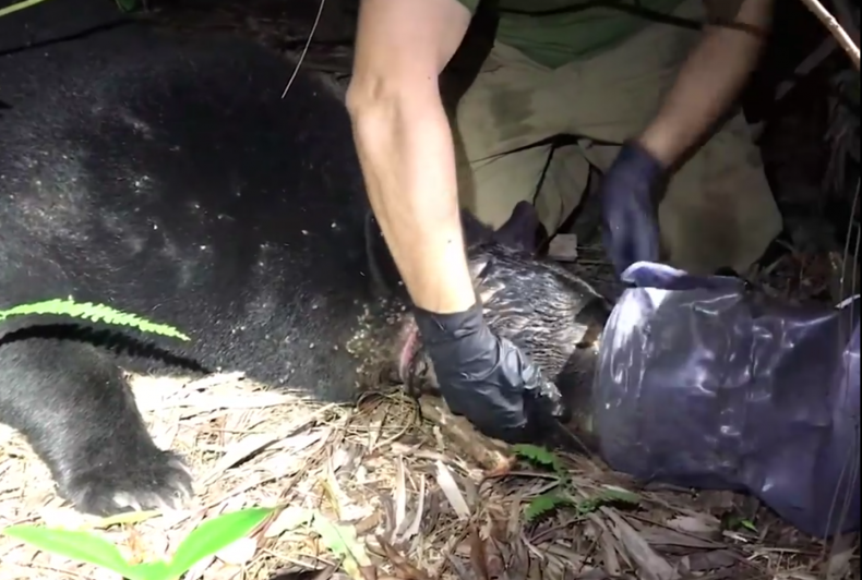 Nhiệm vụ đặc biệt, truy tìm và giải cứu gấu đen bị mắc kẹt trong hộp nhựa trong gần 1 tháng