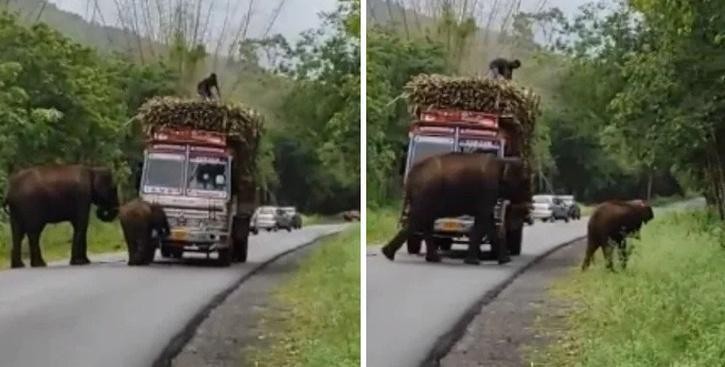 Lý do đằng sau quyết định chặn chiếc xe tải của 2 mẹ con nhà voi khiến ai cũng phải bật cười