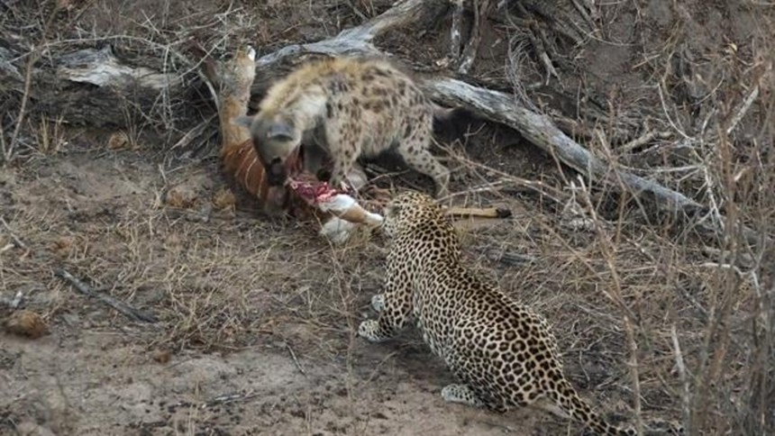 Linh cẩu chưng hửng trước pha xử lý quá khôn khéo của chú bé báo hoa mai 