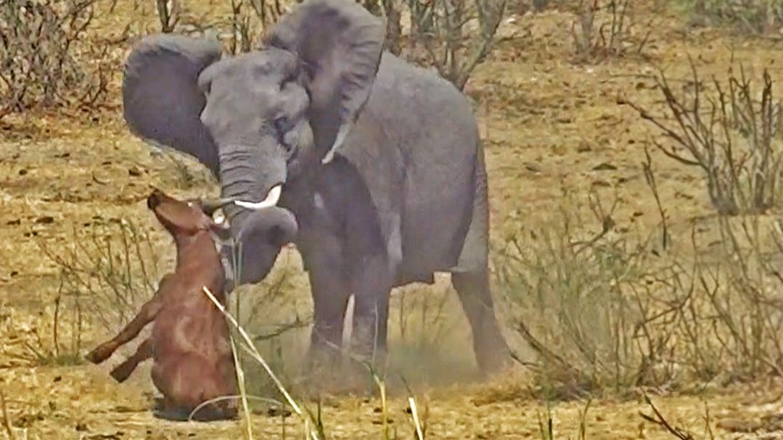 Ngày bất ổn của voi châu Phi: Vô duyên vô cớ húc trâu rừng non tội nghiệp