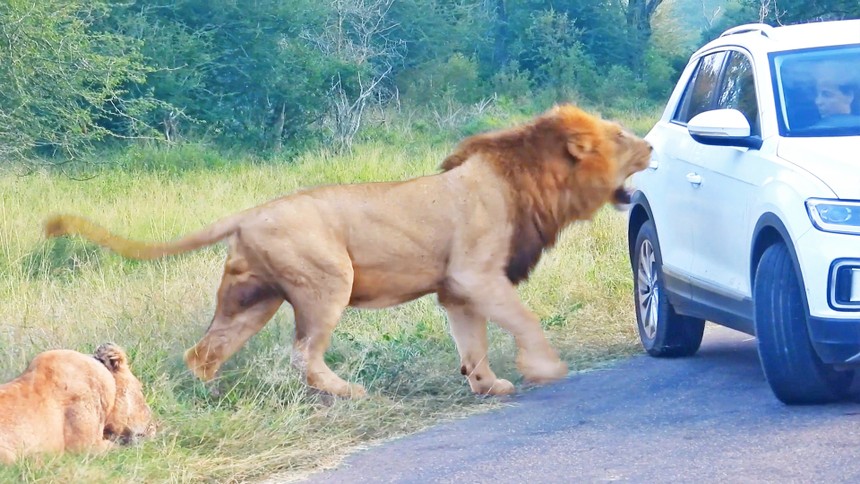 Tò mò trước cảnh "hâm nóng tình cảm" của cặp đôi sư tử, du khách suýt phải trả giá đắt