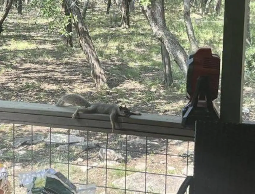 Thời tiết quá oi bức, sóc nhỏ tuyệt vọng phải tìm đến nhà dân để "hưởng ké" quạt mát và cái kết mỹ mãn