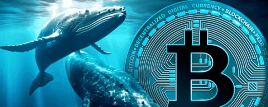 Bitcoin lùi bước trước áp lực chốt lời từ "cá voi"