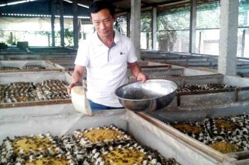 Anh Dũng chăm sóc đàn dế tại trang trại. Ảnh: Hoàng Nam