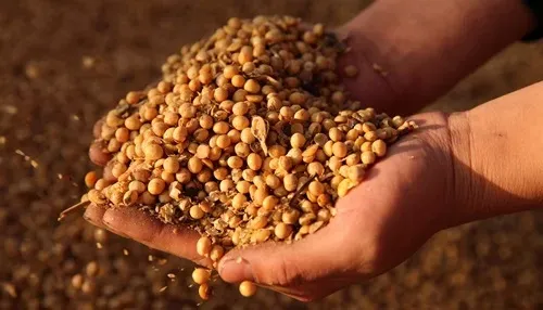 Sản phẩm đậu nành của Mỹ. Ảnh: Reuters.