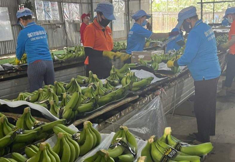 Chủ tịch HAGL (HAG): giá chuối tăng cao và hoàn nhập dự phòng giúp lợi nhuận cả năm có thể đạt 2.500 tỷ đồng 