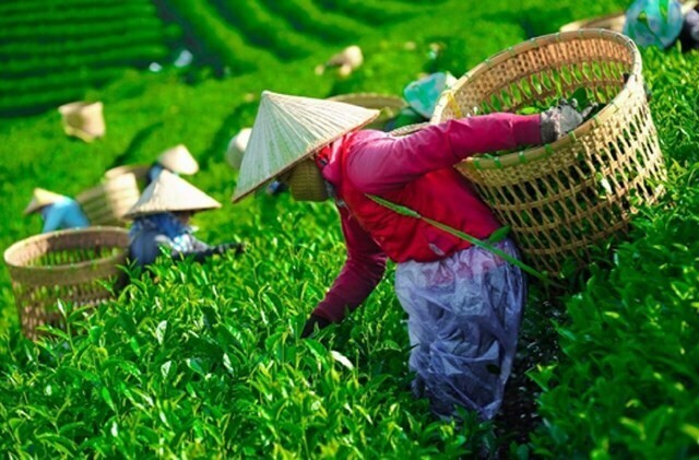 Giải phóng gần 500 container chè Việt Nam kẹt tại cảng Karachi, Pakistan