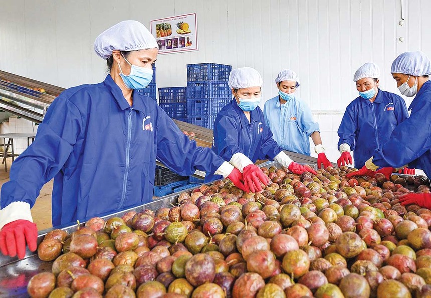 Năm 2026, xuất khẩu đặt mục tiêu tăng trưởng trên 15%. Trong ảnh: Nông sản là một trong những mặt hàng mang lại giá trị xuất khẩu cao (Ảnh: Đức Thanh)