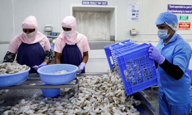 Ngành tôm Ấn Độ gặp khó khăn trước áp lực thuế quan của Mỹ