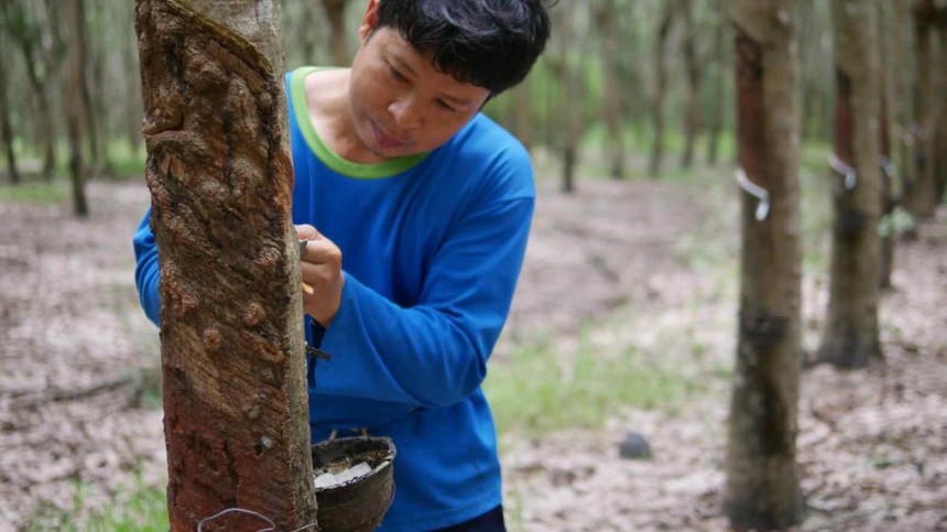 Giá cao su Thái Lan giảm mạnh do thuế quan làm giảm nhu cầu ô tô