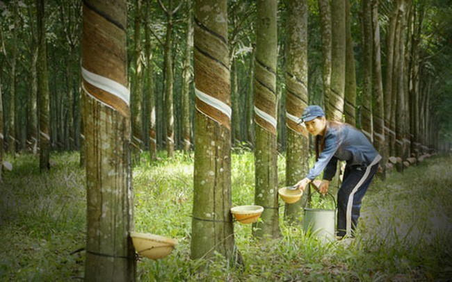 Cao su Phước Hoà (PHR) sắp trả cổ tức tỷ lệ 13,5% cho cổ đông