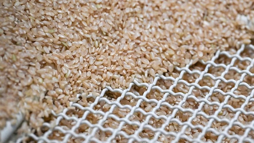 Giá gạo giảm xuống mức thấp nhất trong gần một thập kỷ