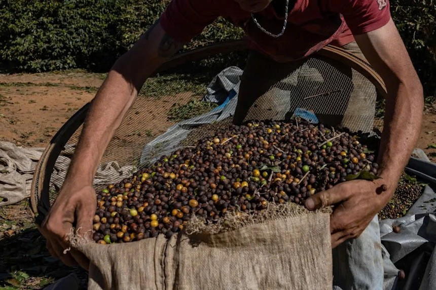 Brazil đẩy mạnh trồng cà phê robusta