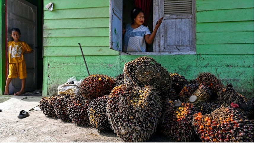 Cú sốc năng lượng khiến nhu cầu nhiên liệu sinh học tăng vọt
