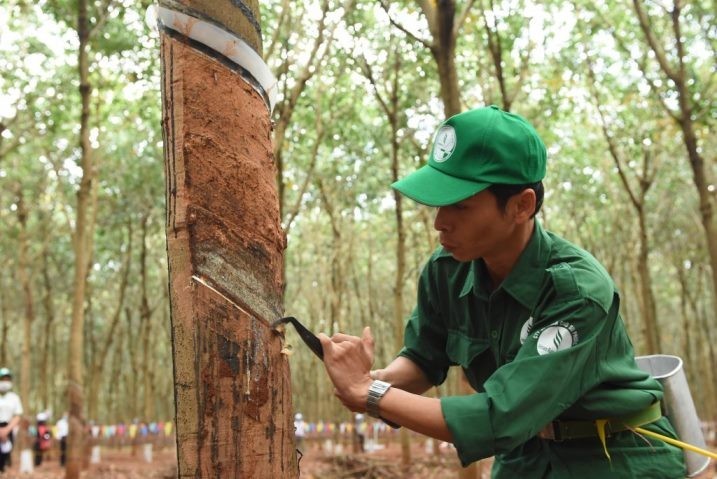 Cao su Phước Hoà (PHR) có thể nhận hơn 1.400 tỷ đồng từ đền bù đất phát triển dự án Khu công nghiệp Bắc Tân Uyên 1