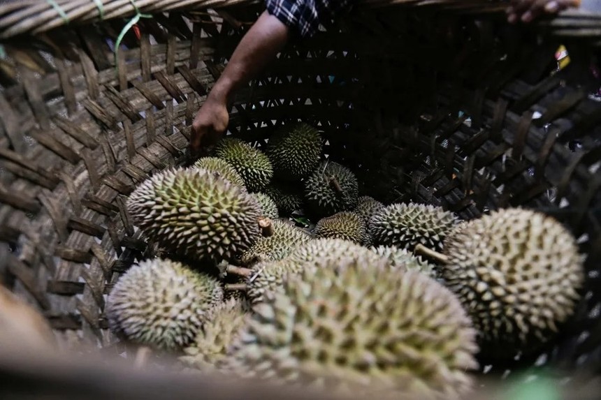 Nhập khẩu sầu riêng của Trung Quốc tăng vọt trong nửa đầu năm