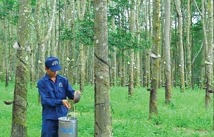 Cao su Đồng Phú (DPR) sắp miễn nhiệm Chủ tịch Mai Huỳnh Nhật